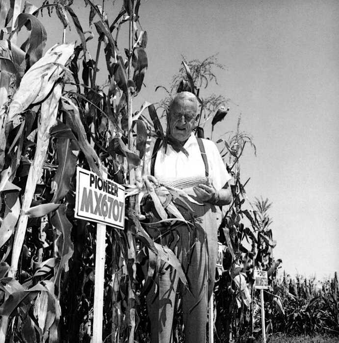Кукурузная лихорадка в СССР: почему именно кукуруза должна была стать царицей полей