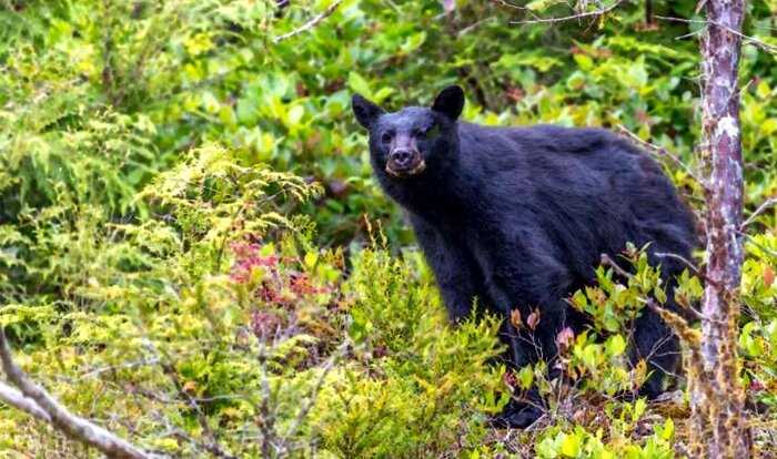 Медведь спас трехлетнего мальчика, заблудившегося в лесу
