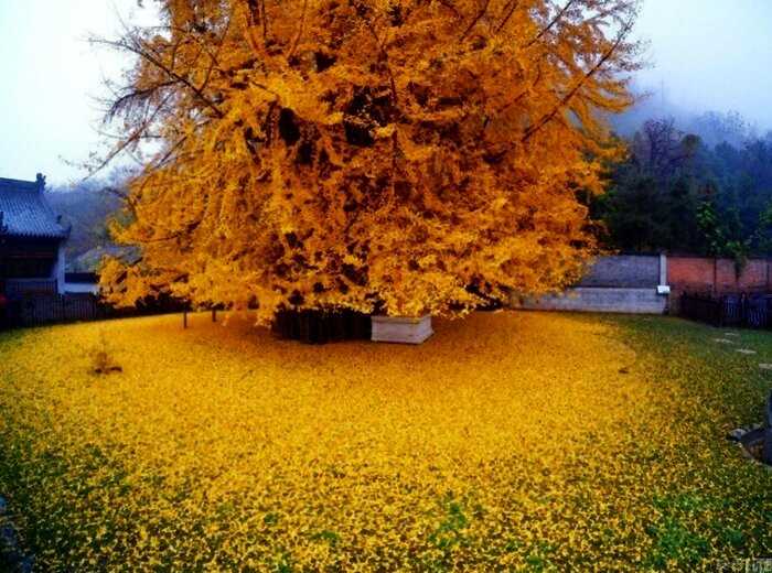1400-летнее дерево гинкго
