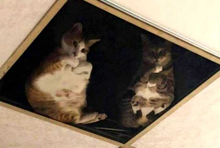 Хозяин сделал окна в потолке, чтобы его коты могли следить за ним во время работы — милые фото
