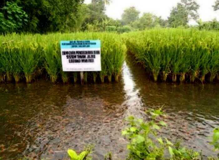 Зачем на рисовых полях выращивают рыбу