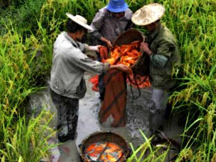 Зачем на рисовых полях выращивают рыбу
