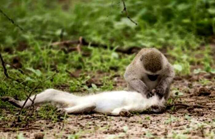 Фотограф снял обезьяний ритуал, похожий на искусственное дыхание