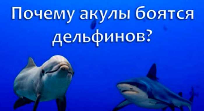 А вы знаете, почему акулы боятся дельфинов? Очень интересная информация…