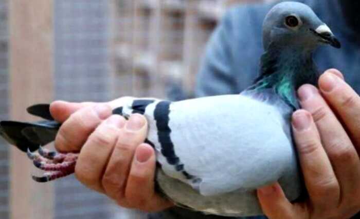 В Бельгии продали голубя за рекордную сумму