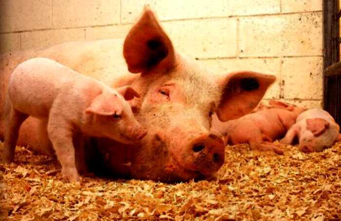 Почему свиное мясо — свинина, а коровье — говядина и другие ответы на вопросы, которые интересуют многих