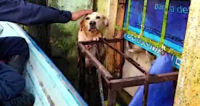 Собаку спасли во время наводнения в Мексике и теперь её жизнь стала даже лучше, чем прежде
