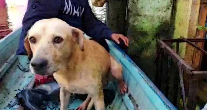 Собаку спасли во время наводнения в Мексике и теперь её жизнь стала даже лучше, чем прежде