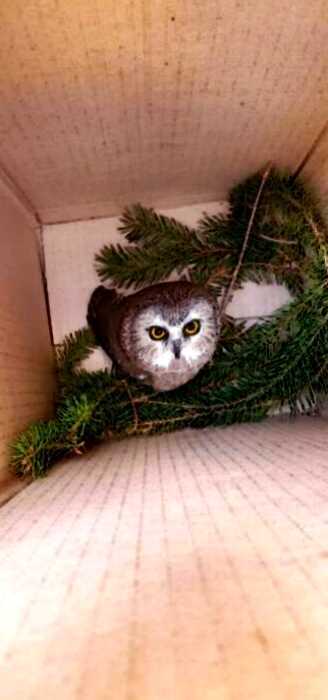 В главной рождественской елке Нью-Йорка нашли крошечную сову