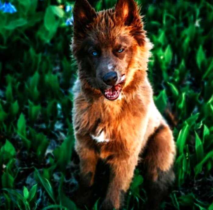 Cамый красивый щенок хаски в мире с редчайшим коричневым окрасом — Куой