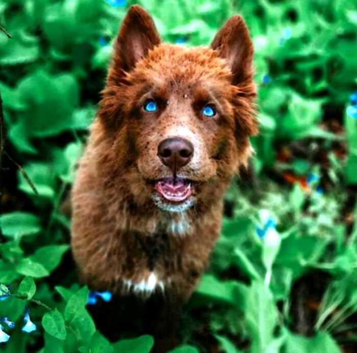 Cамый красивый щенок хаски в мире с редчайшим коричневым окрасом — Куой