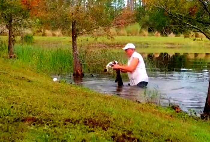 Дедушка руками одолел аллигатора, который утащил на дно его щенка — видео спасения