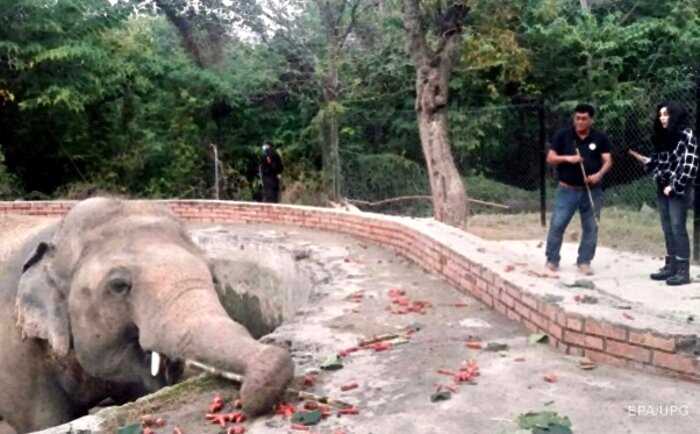 Шер освободила «самого одинокого слона в мире»