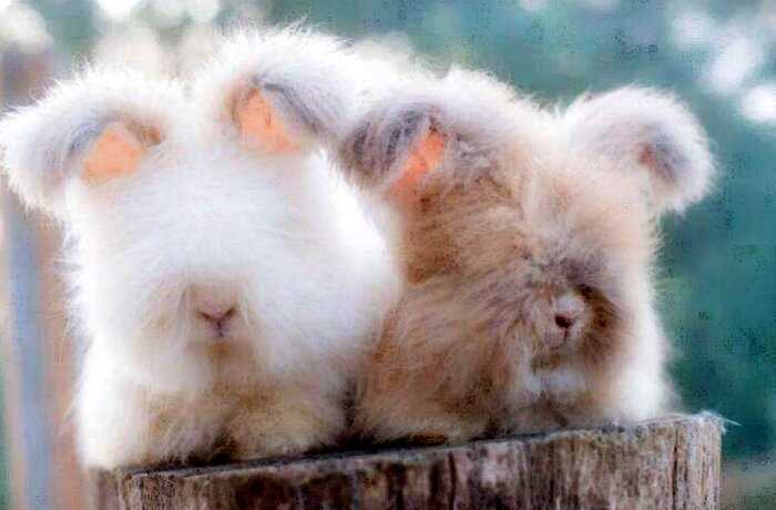 Французские кролики с невероятно пушистыми ушами