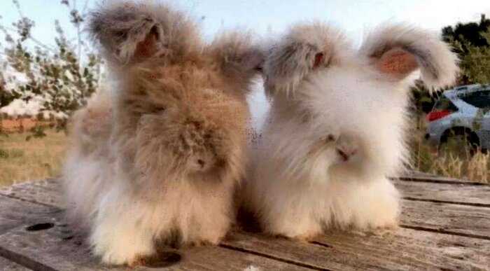 Французские кролики с невероятно пушистыми ушами