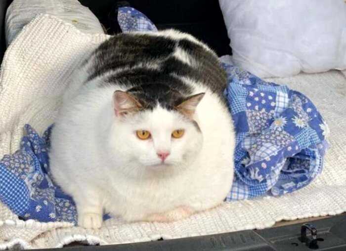 Самый толстый в Беларуси кот по кличке Перышко, весит 19 кг 600 грамм