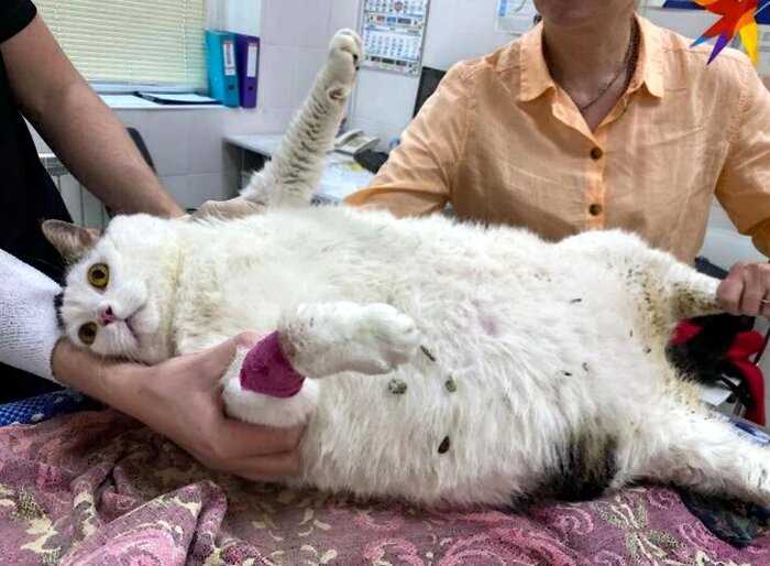 Самый толстый в Беларуси кот по кличке Перышко, весит 19 кг 600 грамм