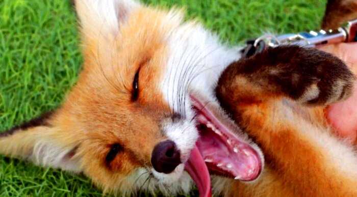 Вместо собаки: почему лисы сами хотят стать домашними