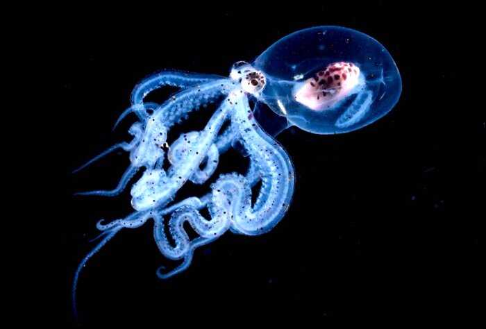 Фотограф снял мозг внутри живого осьминога, и это не самое страшное, с чем он встречался под водой
