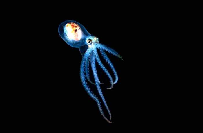 Фотограф снял мозг внутри живого осьминога, и это не самое страшное, с чем он встречался под водой