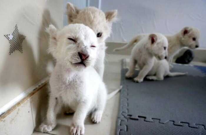 В зоопарке родились 4 чрезвычайно редких белых львёнка, и их фото растопили сердца людей
