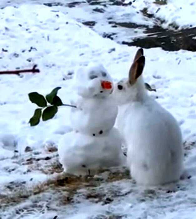 Кролик увидел снеговика с морковкой, не растерялся и сделал то, что на его месте сделал бы любой ушастик