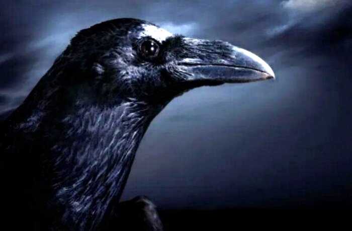 Ученые подтвердили, что вороны понимают, что такое смерть, и боятся ее