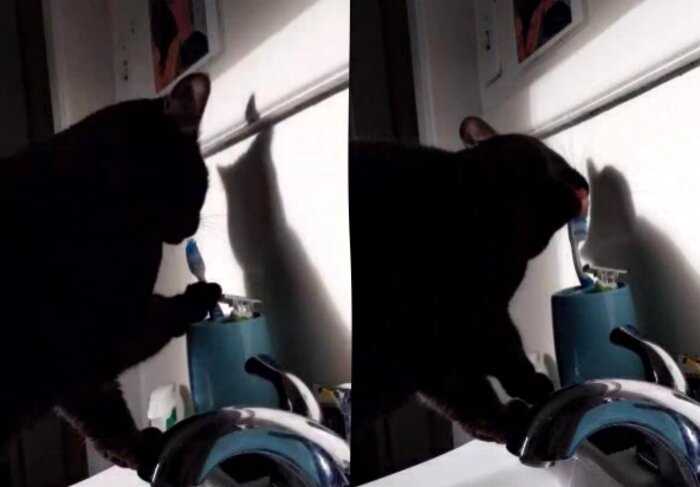 Хозяин узнал, что кот тайно делает с его зубной щёткой. Пристрастия кисы уже объяснили, но владельцу не легче