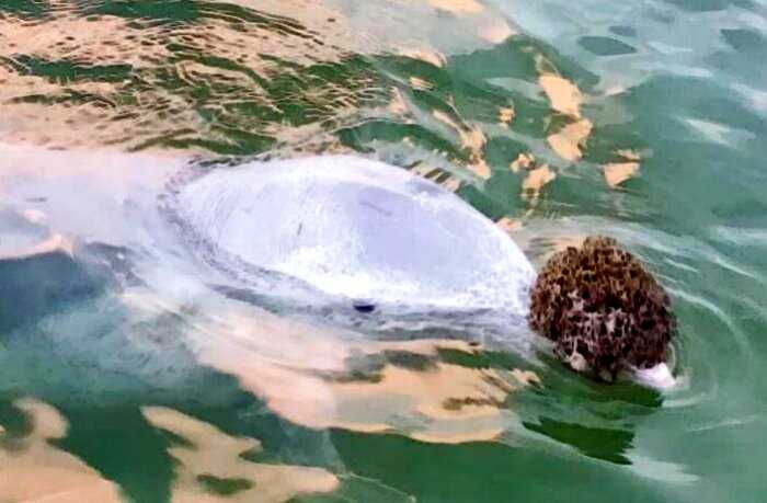 Дельфин приносит людям подарки со дна океана и меняет их на еду