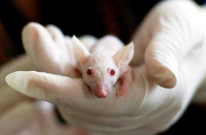 Ученые успешно протестировали на мышах вакцину от рака