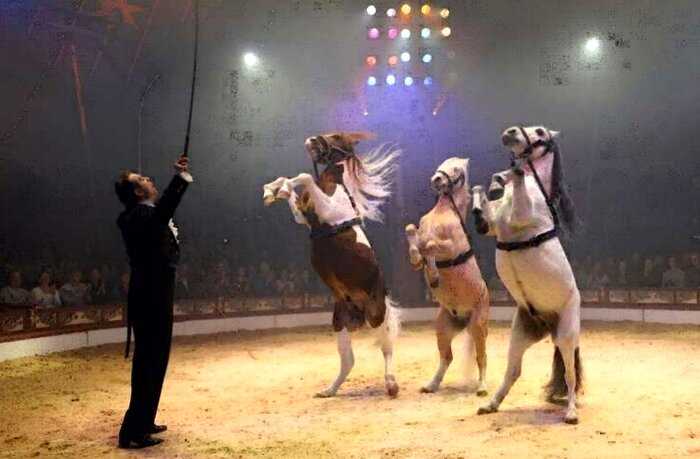 Немецкий цирк нашёл красивое решение проблемы эксплуатации животных. Вместо них выступали голограммы