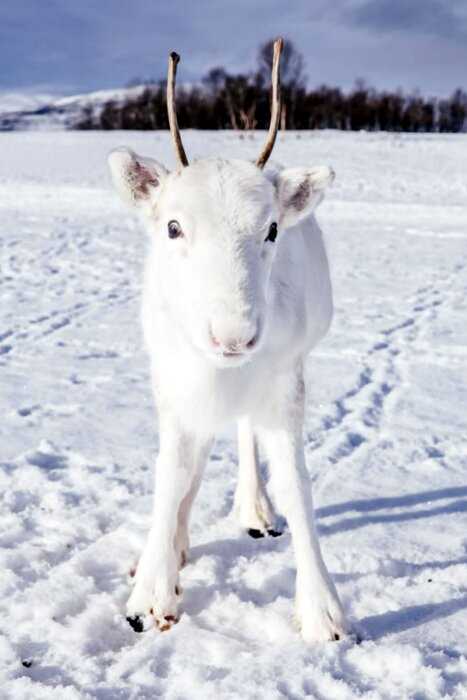 Белый северный олененок: чудо чудное и диво дивное