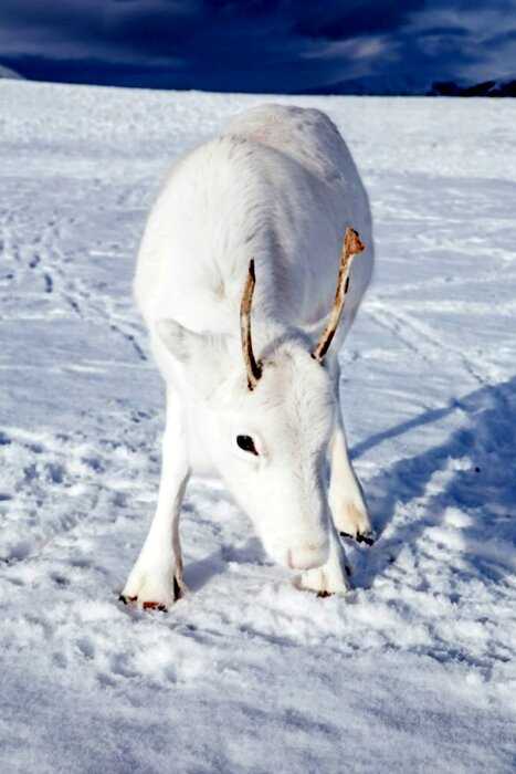 Белый северный олененок: чудо чудное и диво дивное