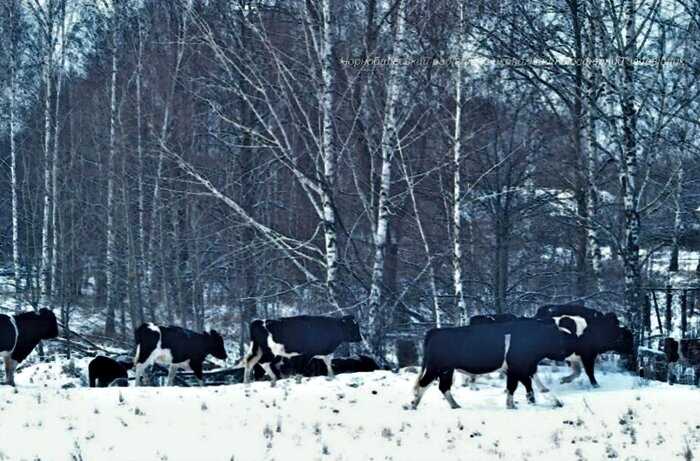 Рядом с Чернобылем живут коровы, которые одичали и стали жить, как буйволы