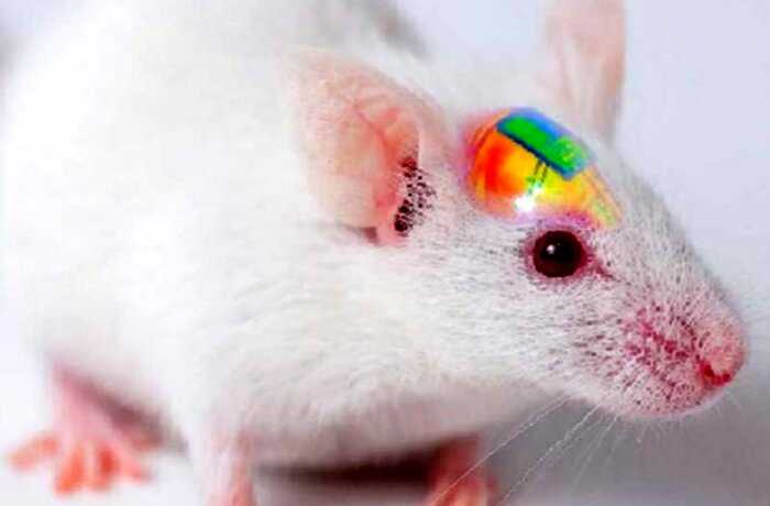 Корейские учёные вживили мыши мозговой имплант вкололи кокаин и смогли управлять