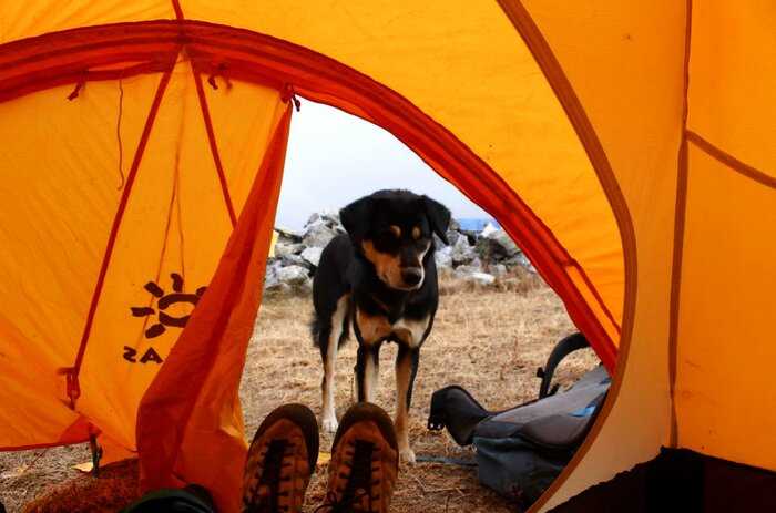 Бездомная собака покорила вершину Гималаев