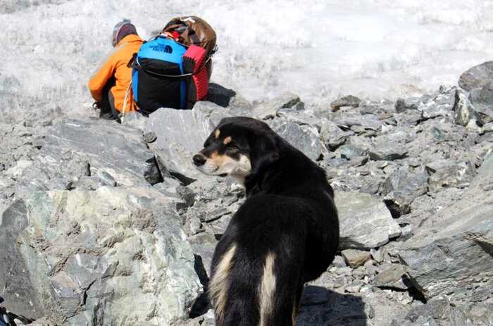 Бездомная собака покорила вершину Гималаев