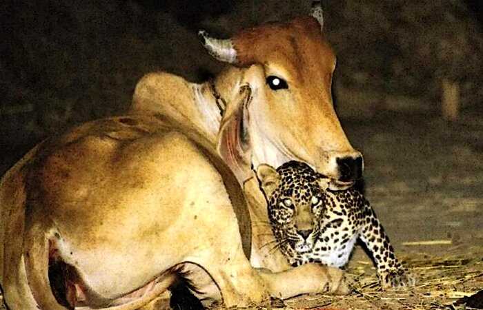 Леопард по ночам посещал одну и ту же корову — история необычной дружбы