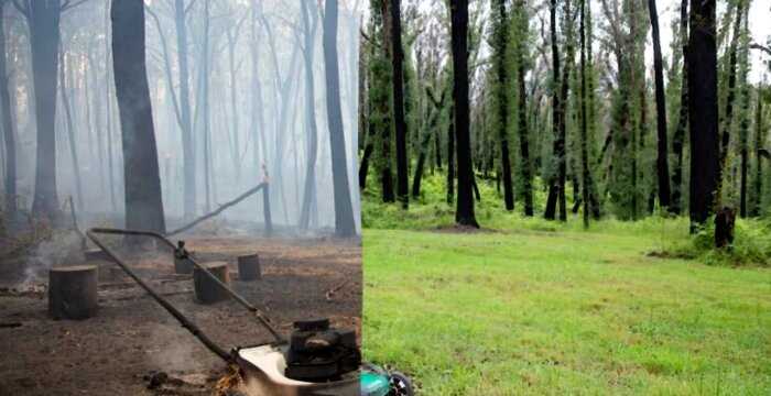 Австралиец сфотографировал лес спустя год после масштабных пожаров