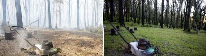 Австралиец сфотографировал лес спустя год после масштабных пожаров