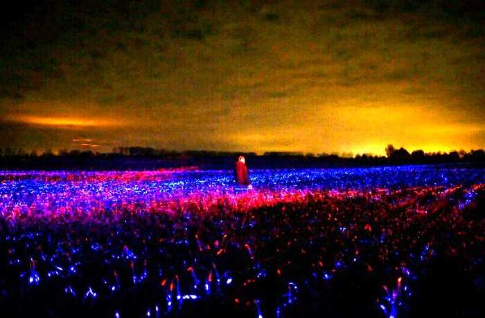 Почему лук-порей на полях в Голландии сияет ночью разными цветами