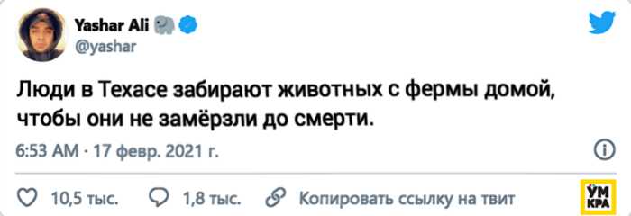 Техасцы забирают домой животных с фермы, включая диких, чтобы согреть их во время снежной бури