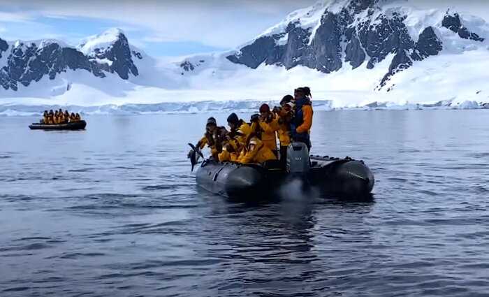 Пингвин спасся от стаи косаток, запрыгнув в лодку к туристам