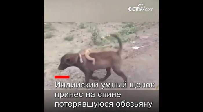 Собака принесла в полицию брошенную обезьянку, чтобы люди позаботились о ней