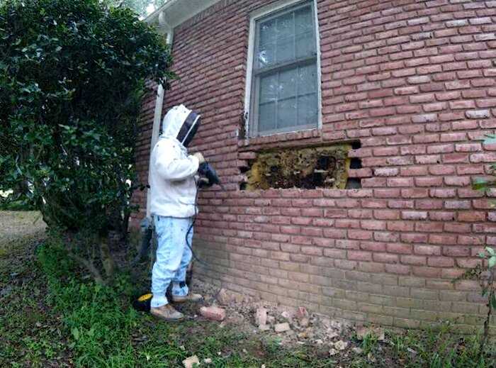 Пчелиная семья поселилась прямо в стене дома. Жильцы не очень рады такому соседству