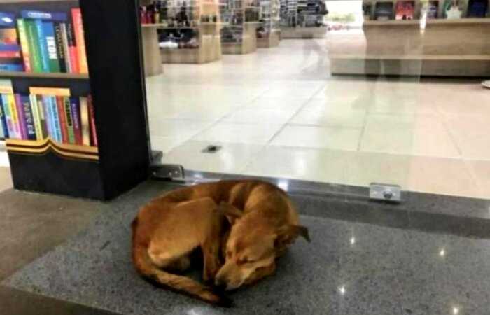 Как бездомный пес без спроса взял книгу в магазине и стал настоящей звездой