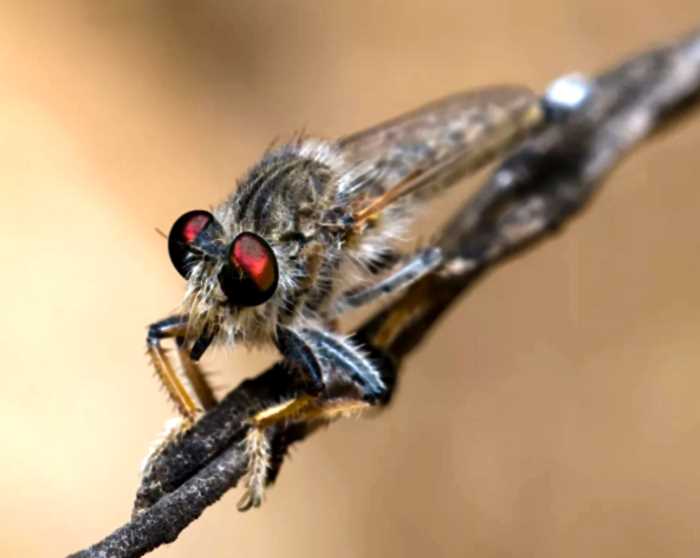 Гигантский ктырь: Элита боевой авиации среди насекомых. Охотник на шершней и ос