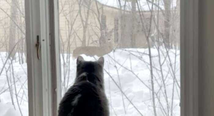 Встречаются каждый день: приютская кошка подружилась с оленем