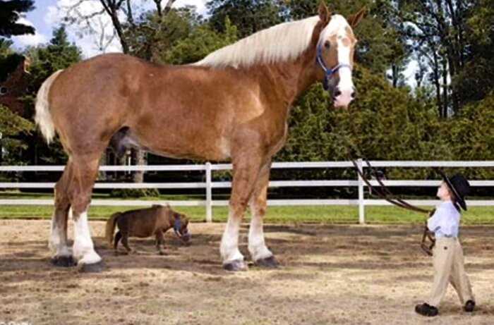Эта лошадка — самая маленькая в мире. Но обаяния ей точно не занимать