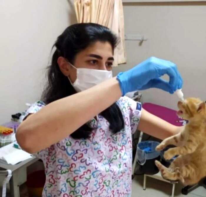 Мама-кошка принесла котенка в больницу, чтобы сотрудники оказали ему помощь